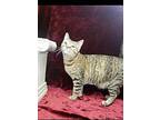 Ginny, Domestic Shorthair For Adoption In Stockton, California