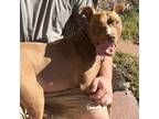 Benjamin, American Staffordshire Terrier For Adoption In Greenville