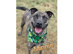 Minnie, American Pit Bull Terrier For Adoption In Canton, Ohio