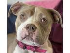 Buttercup, American Pit Bull Terrier For Adoption In Kansas City, Missouri