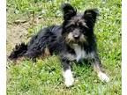 Freebie Ouderkirk, Terrier (unknown Type, Medium) For Adoption In Cuba, New York