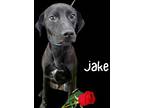 Jake, Retriever (unknown Type) For Adoption In Helotes, Texas
