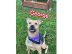 George, Terrier (unknown Type, Small) For Adoption In Canton, Ohio