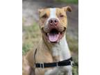 Bob, American Pit Bull Terrier For Adoption In Palm Coast, Florida