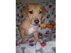 Lilly, Retriever (unknown Type) For Adoption In Helotes, Texas