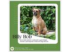 Billy Bob, Labrador Retriever For Adoption In Gilbertsville, Pennsylvania