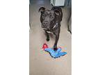 Echo, Staffordshire Bull Terrier For Adoption In Madison Heights, Michigan