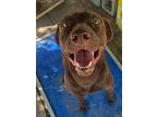 Toby, Labrador Retriever For Adoption In Helotes, Texas