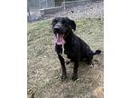 Missy, Labrador Retriever For Adoption In Heber Springs, Arkansas