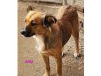 Jody, Terrier (unknown Type, Medium) For Adoption In Calexico, California