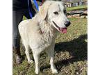 Reid, Golden Retriever For Adoption In Houston, Texas