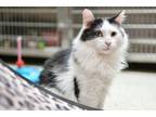 Mister, Domestic Longhair For Adoption In Davenport, Iowa