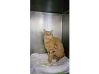 Simba/janjo, Domestic Shorthair For Adoption In Pahrump, Nevada