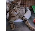 Tiger, Domestic Shorthair For Adoption In Pasadena, California