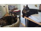 Cecily (cece) And Braverly, Domestic Shorthair For Adoption In Pasadena