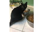 Critter, Domestic Shorthair For Adoption In West Palm Beach, Florida