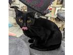 Namaste, Domestic Shorthair For Adoption In West Palm Beach, Florida