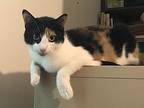 Calli, Calico For Adoption In High Springs, Florida