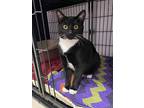 Charlie, Domestic Shorthair For Adoption In Sheridan, Wyoming