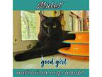 Mullet, Domestic Shorthair For Adoption In Pensacola, Florida