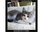 Ian, Domestic Shorthair For Adoption In White Plains, Maryland