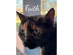 Faith Special Needs, Domestic Shorthair For Adoption In Naugatuck, Connecticut