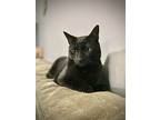 Stellaluna, Domestic Shorthair For Adoption In White Plains, Maryland