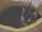 Phoebe, Domestic Shorthair For Adoption In Pasadena, California