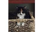 Rita, Domestic Shorthair For Adoption In Crossville, Tennessee