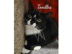 Toodles, Domestic Shorthair For Adoption In Naugatuck, Connecticut