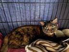 Brown Sugar, Domestic Shorthair For Adoption In Crossville, Tennessee
