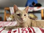 Prism, Domestic Shorthair For Adoption In Crossville, Tennessee