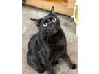 Panther, Domestic Shorthair For Adoption In Crossville, Tennessee