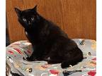 Guindon, Domestic Shorthair For Adoption In Forest Lake, Minnesota