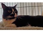 Jack, Domestic Shorthair For Adoption In Pasadena, California