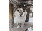 Jax, Domestic Shorthair For Adoption In West Palm Beach, Florida