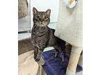 Gem, Domestic Shorthair For Adoption In West Palm Beach, Florida