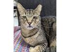 Bentley, Domestic Shorthair For Adoption In West Palm Beach, Florida
