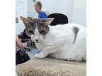 Gandolf, Domestic Shorthair For Adoption In West Palm Beach, Florida