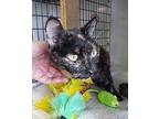 Mercedes, Domestic Shorthair For Adoption In West Palm Beach, Florida