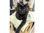 Bobby, Domestic Shorthair For Adoption In West Palm Beach, Florida