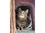 Regina, Domestic Shorthair For Adoption In Bloomsburg, Pennsylvania