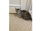 Magnolia, Domestic Shorthair For Adoption In Mooresville, North Carolina