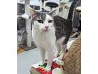 Mr. Gray, Domestic Shorthair For Adoption In West Palm Beach, Florida