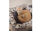 Sunflower, Domestic Mediumhair For Adoption In Lafayette, Louisiana