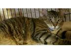 Bruno, Domestic Shorthair For Adoption In Pasadena, California