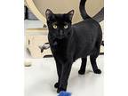 Bella, Domestic Shorthair For Adoption In West Palm Beach, Florida