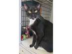 Al, Domestic Shorthair For Adoption In West Palm Beach, Florida