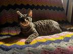 Penny, Domestic Shorthair For Adoption In Pasadena, California