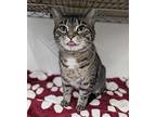 Shalimar, Domestic Shorthair For Adoption In West Palm Beach, Florida